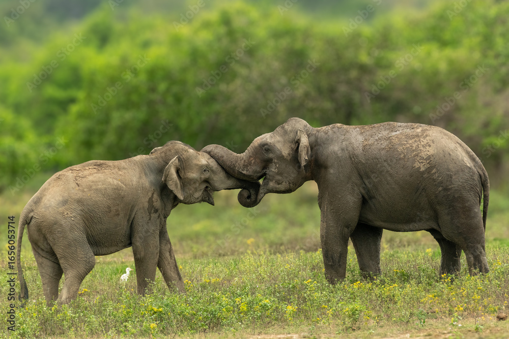 Fototapeta premium Asian elephants Sri Lanka 
