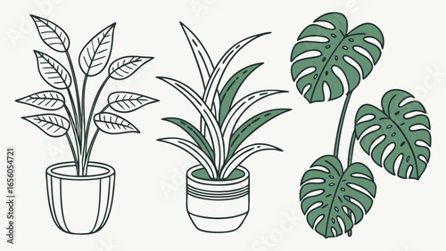 Vector illustrations of various potted houseplants, a modern hand-drawn botanical collection for digital design projects.