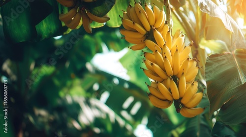 Fototapeta Naklejka Na Ścianę i Meble -  Ripe bunch of yellow banana hanging from a tree in tropical garden. Fresh organic fruit growing in natural habitat.