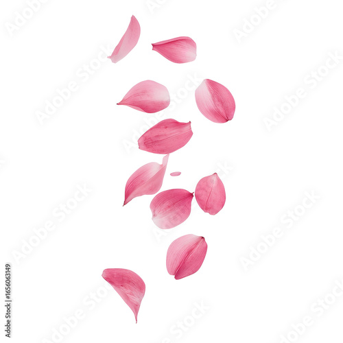 Wallpaper Mural rose petals on white background Torontodigital.ca