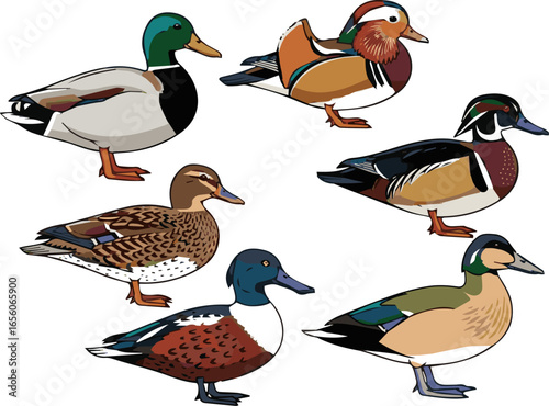 Isolated kinds of deferent duck vector art color with white background.