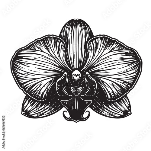 Elegant detailed engraved black and white orchid flower illustration perfect for design