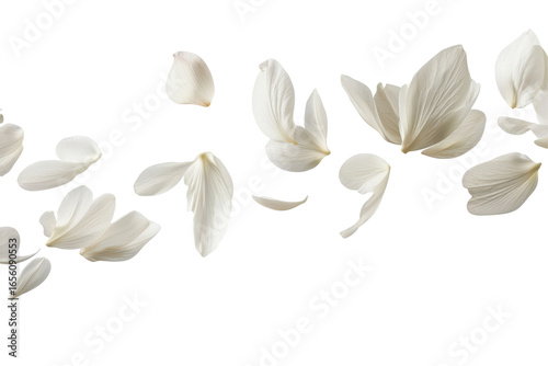 Soft falling white flower petals isolated on transparent background. Flying white petals isolated on white background.