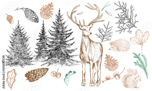 A set of hand-drawn drawings of deer, fir trees, fir branches, cones, hedgehogs and squirrels on a white background. An illustration on a winter theme.
