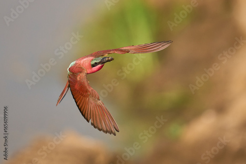 Colony of Southern Carmine Bee-eater (Merops nubicoides) nesting in the bank of the Luangwa River in South Luangwa National Park, Zambia