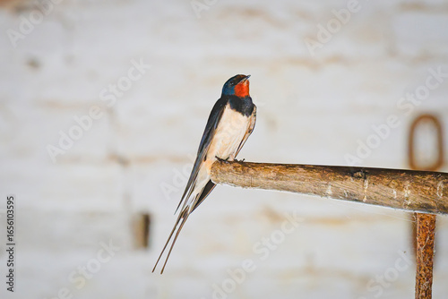 Close up of a Barn Swallow perched on a wooden handle in a whitewashed barn.