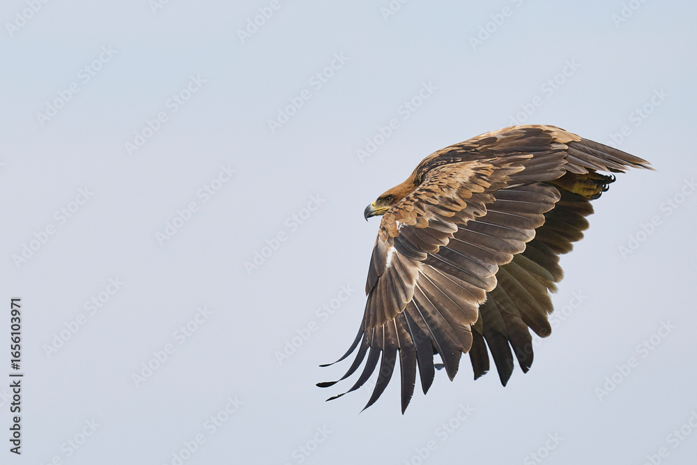 Fototapeta premium Tawny eagle (Aquila rapax) taking off from the branch of a dead tree in South Luangwa National Park, Zambia