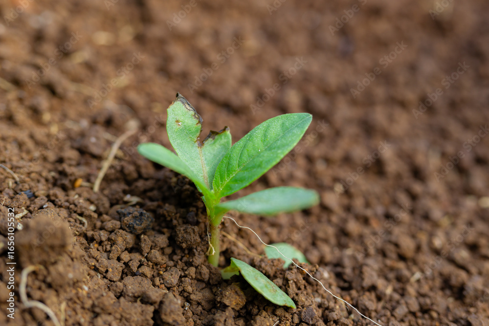 Fototapeta premium Resilience in nature: A young green seedling continues to grow despite a damaged leaf.