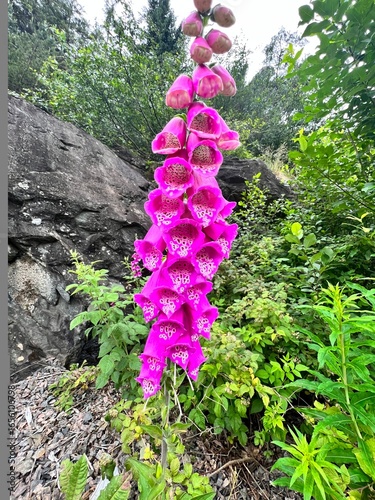 Hiking Trial Kanadaskogen Svartatjernet Svartaberget Bergen Norway