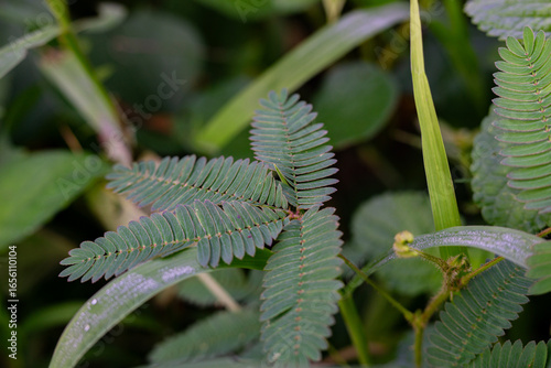 Foto A close-up of the intricate leaves of the Sensitive Plant (Mimosa pudica), also