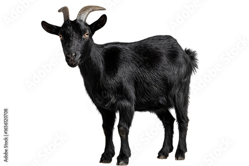 Majestic black goat against dark background.