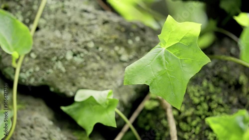 green plant in the garden