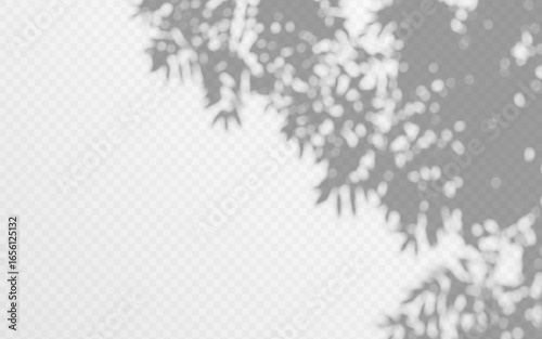 Abstract shadow overlay from foliage tree branch on a transparent background.