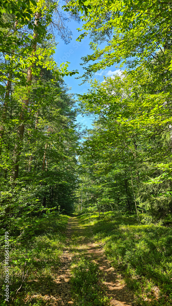 Forest path through green summer woods Forest path through green summer woods