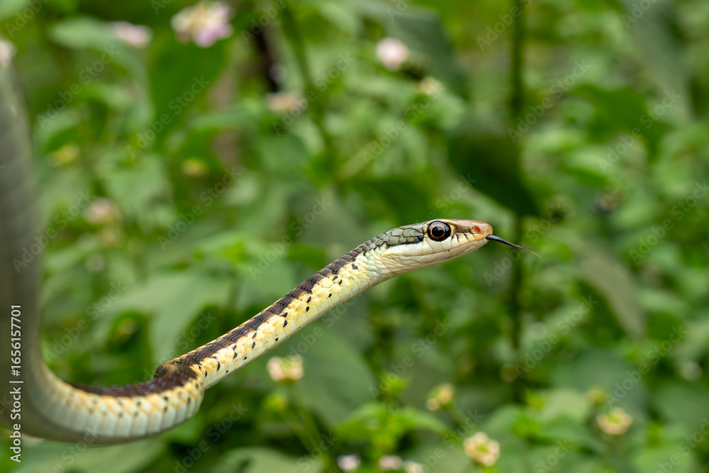 Obraz premium Common bronze-back tree snake is a species of colubrid tree-snake found in South Asia. It is not venomous, and harmless to humans.