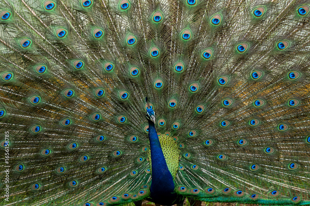 Obraz premium Indian peacock displays its beautiful feathers during the mating season
