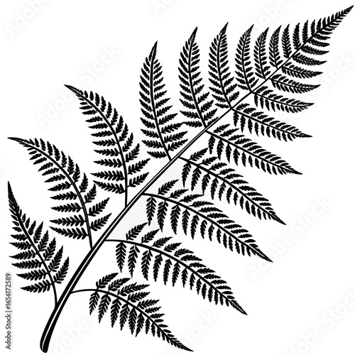 Detailed black silhouette of a delicate fern frond with many small leaves on a white background