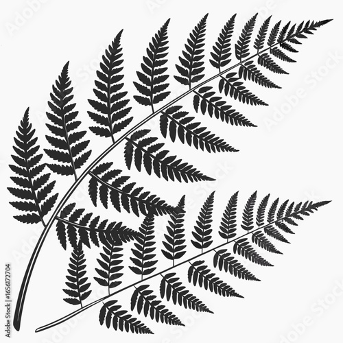 Elegant black silhouette of a delicate fern frond with intricate leaves on a white background