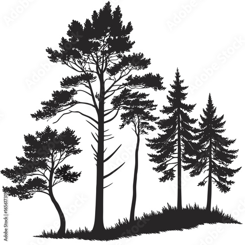 Silhouette of a diverse group of pine trees with detailed branches and needles against a white background