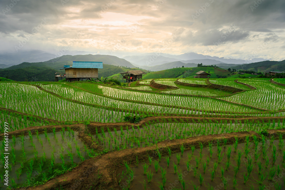 Fototapeta premium Rice Field Terrace in Pa Bong Piang, Chiang Mai, Thailand