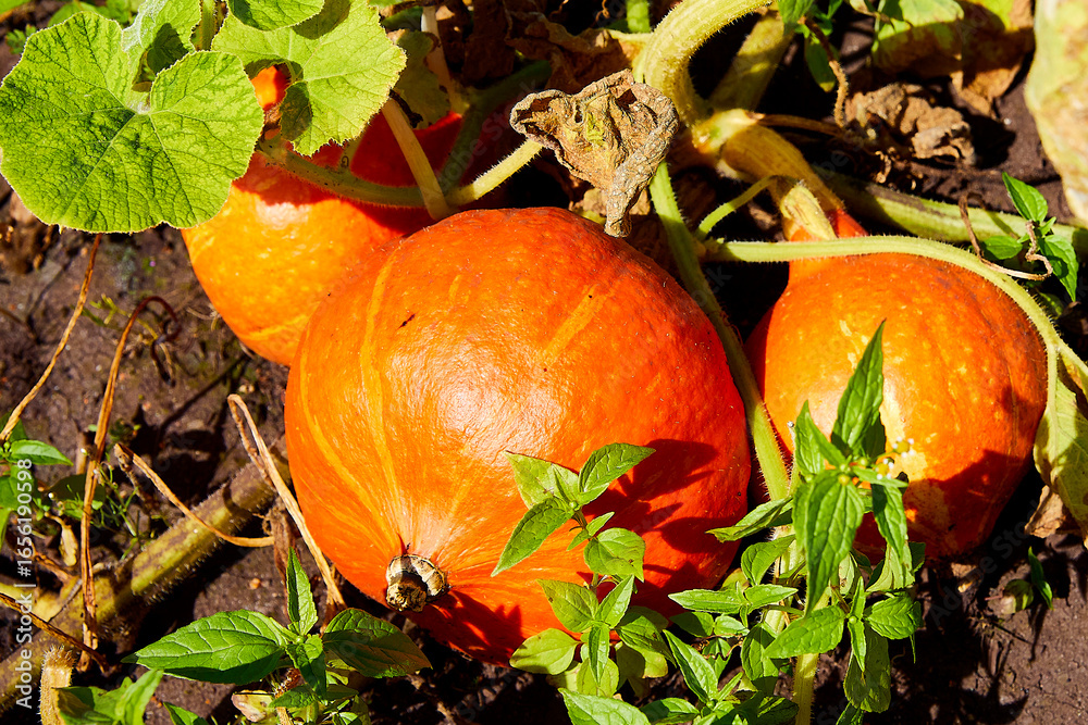 Obraz premium kürbis