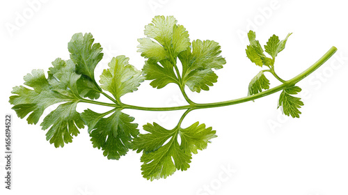 Wallpaper Mural Detailed macro photograph of a lush cluster of fresh green foliage showcasing the intricate patterns and natural beauty of plant life against a simple and elegant dark backdrop. Torontodigital.ca