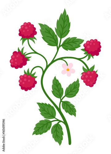 Raspberry branch bearing ripe red fruit, green leaves, and delicate pink blossoms, flat illustration isolated on white. Ideal for food, summer and botanical design projects