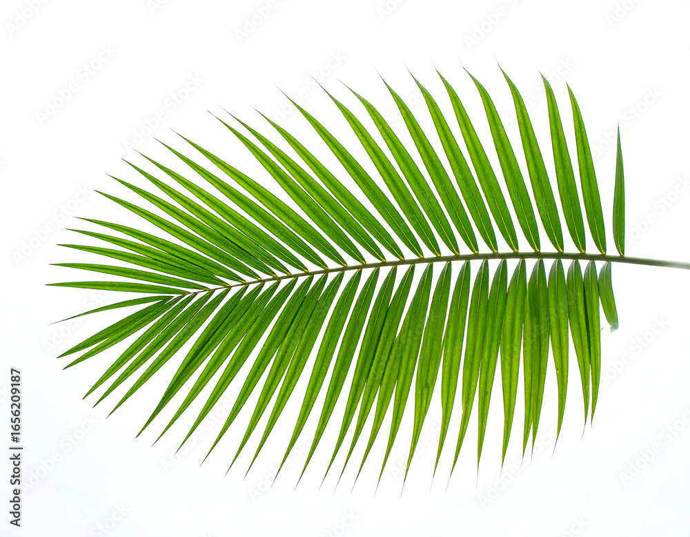 Fototapeta premium Vibrant Green Palm Frond, Isolated on White Background, Tropical Summer Theme, Fresh and Lush, Perfect for Design Projects, Clean Minimalist Style.