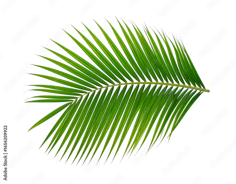 Obraz premium Vibrant Green Palm Frond, Isolated on White Background, Tropical Summer Theme, Lush and Serene, Perfect for Design Projects, Clean and Crisp Image, High-Resolution Stock Photo.