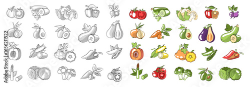 Big Vintage Vegetables Collection. Colored and Sketch Logos and Illustrations