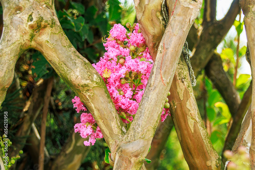 pink flowers and branches in the garden