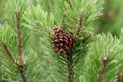 the Pine Cone And Branches