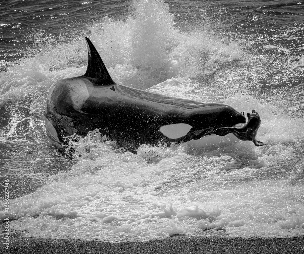Fototapeta premium Every year on the Valdes Peninsula in Argentine Patagonia, orcas attack sea lions on the beach in a spectacle of strength, intelligence and mastery.
