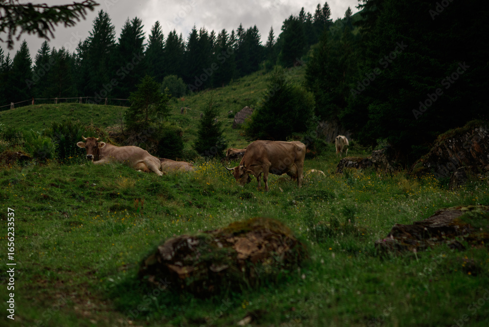Cow grazing in green grass in front of a mountainous landscape in Switzerland. Cow grazing in green grass in front of a mountainous landscape in Switzerland.
