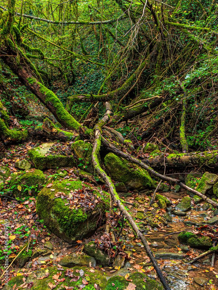 Obraz premium Landscape of Stream with green moss in France Green atmosphere in a lush forest in Aveyron in Occitanie. 