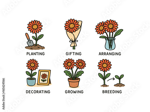 hand drawn cute doodle style line isolated on white background gerbera flower (uses): planting gifting arranging decorating growing breeding