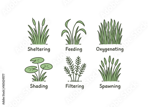 hand drawn cute doodle style line isolated on white background pond grass (roles): sheltering feeding oxygenating filtering spawning
