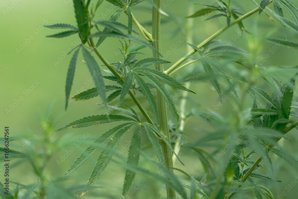 Obraz premium close up of hemp buds