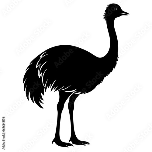 Emu vector vector Silhouette on white baclground
