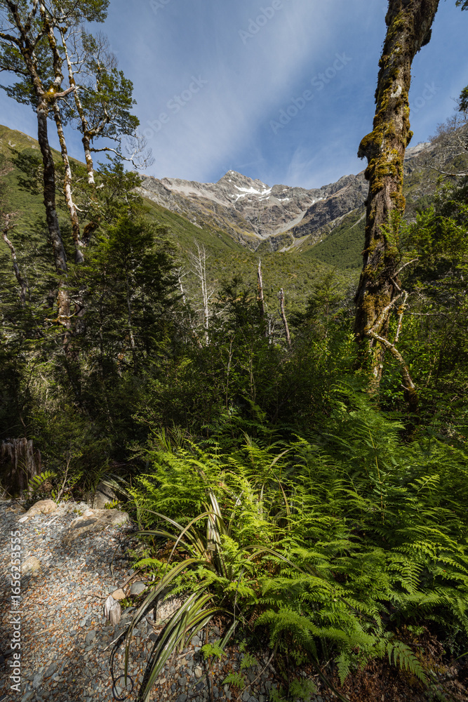 Obraz premium ニュージーランド アーサーズ・パス国立公園のドブソン・ネイチャー・ウォークから見えるロールストン山