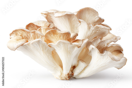 Oyster mushrooms isolated on a white background with a clipping path.