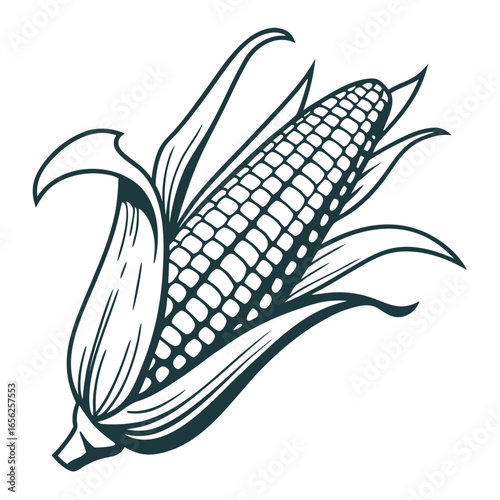 Vector illustration of a corn cob with husks, a graphic design element, line art style