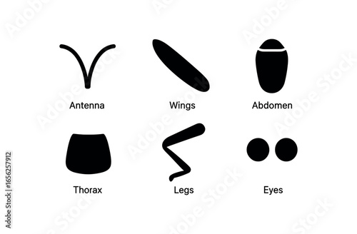 flat black solid icon items isolated on white background glowworm beetle (features): antenna wing abdomen thorax legs eyes