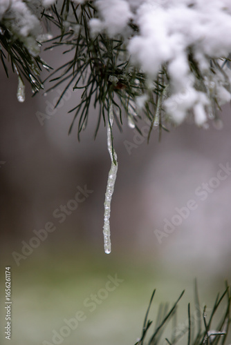 snow covered branches