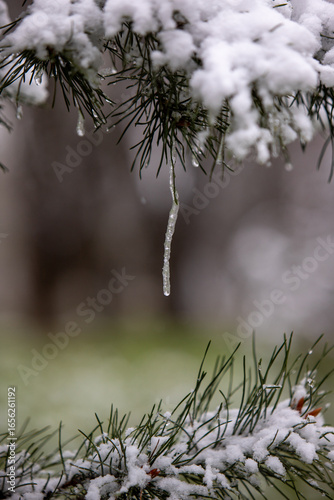 branches of a fur tree with snow