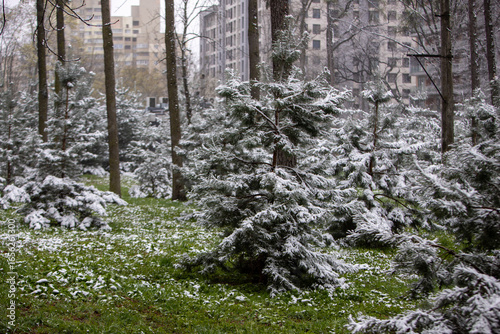 snow covered trees