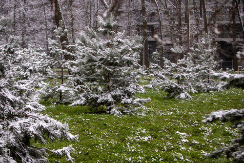 snow covered tree