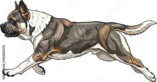 Armenian Gampr dog running athletic vector illustration