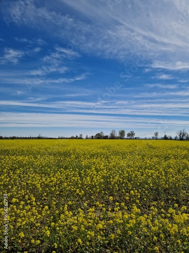 Colli Piacentini, Italia
