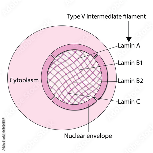 Cell Nucleus Structure with Type V Intermediate Filaments